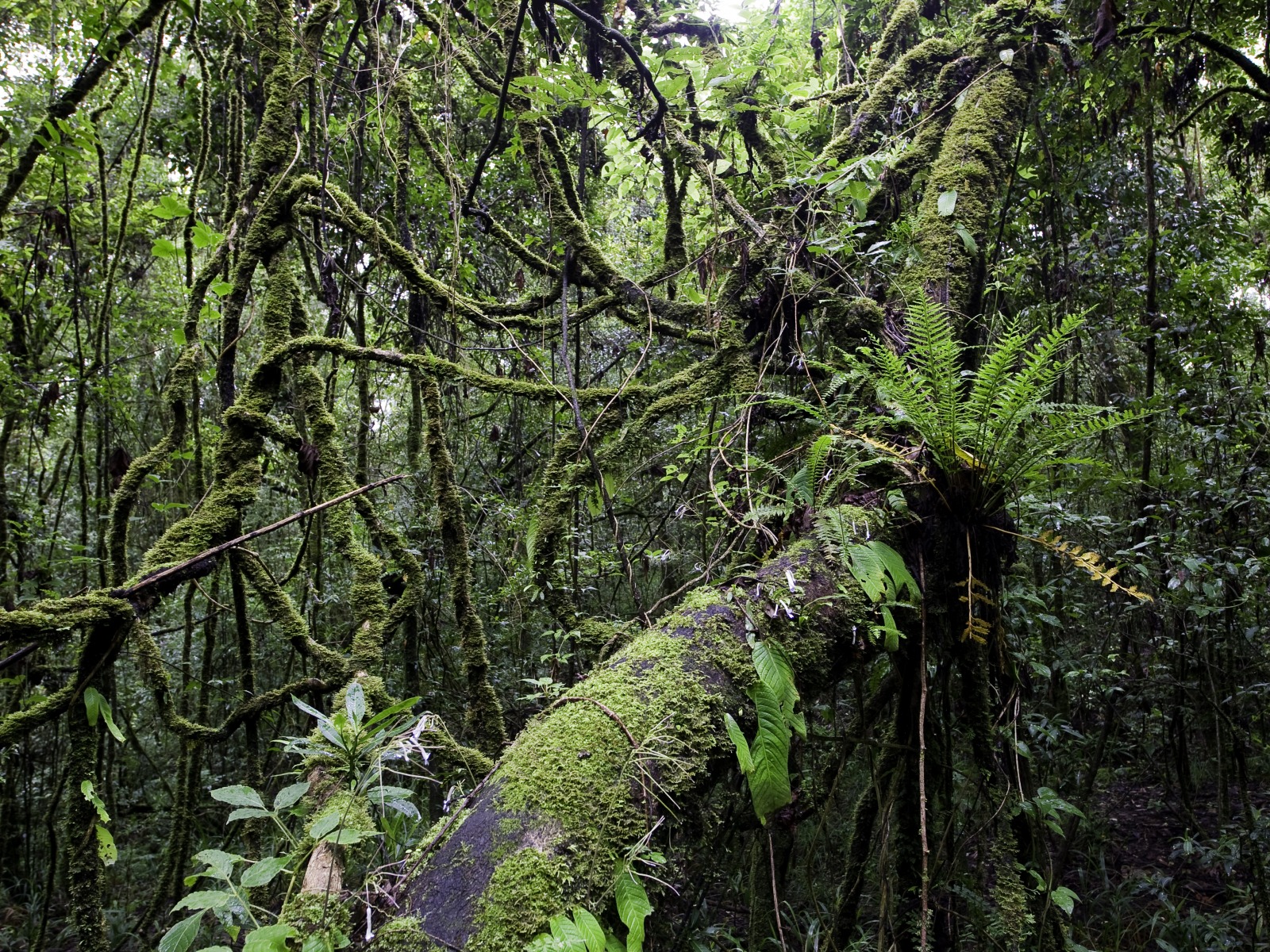 Chelinda Lodge: Dichte Vegetation