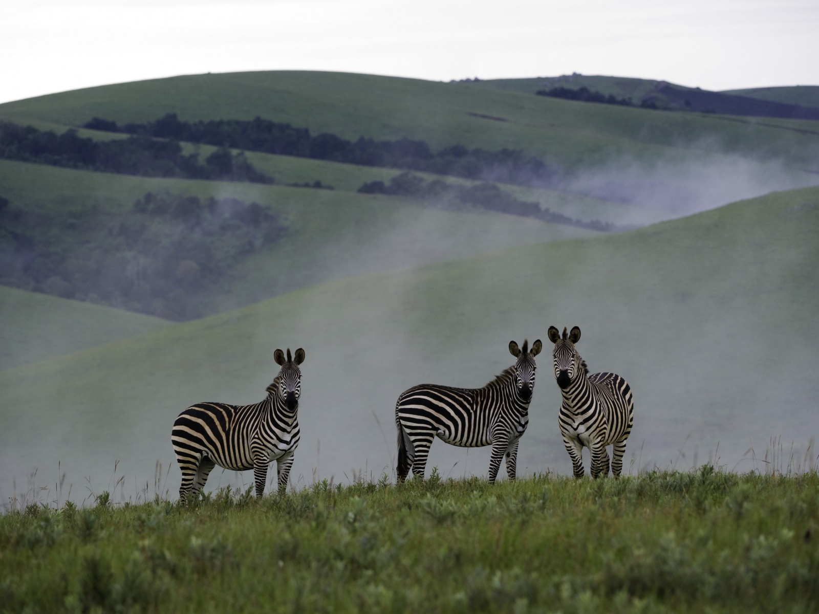 Chelinda Lodge: Zebras im Nebel