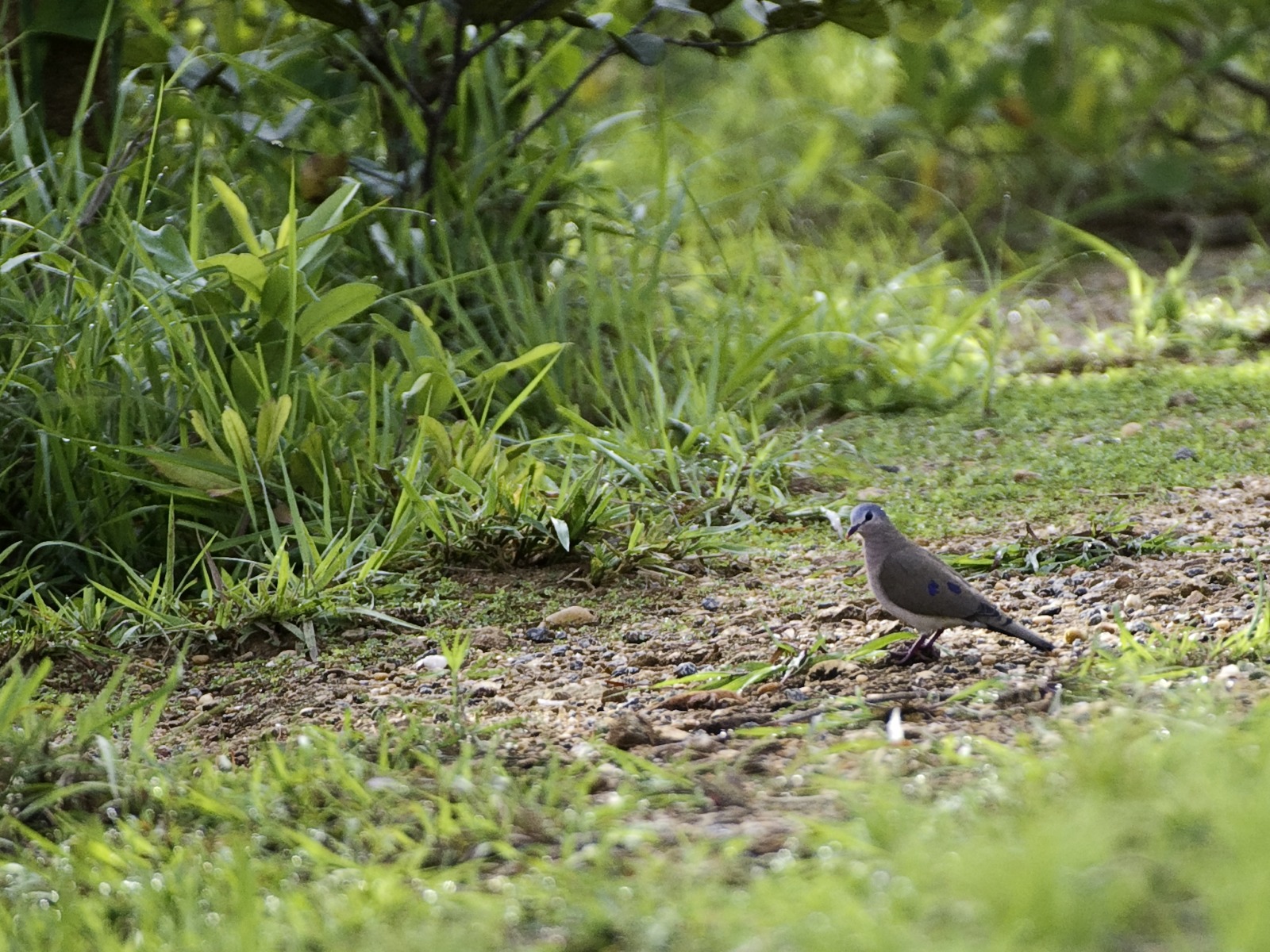 Central Lake Malawi, Chintheche, Chintheche Inn, Familienfreundlich, Lake Malawi, Malawisee, Malawisee mittlerer Teil, Mzuzu, Viphya Mountains, Wassersport, Wilderness Safaris, Birding, Fauna, Stahlflecktäubchen, Taube, Tiere, Vogel, Vögel, Vogelbeobachtung