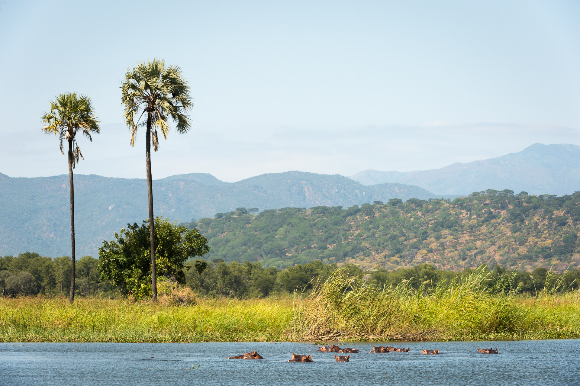 Kuthengo Camp: Landschaft mit Nilpferden Kuthengo Camp, Liwonde National Park, Robin Pope Safaris, Shire River, Landschaft, Nilpferde, Palmen, Afrikarma, Afrikarma Safaris, Afrikarma Safaris - Wildnis. Hautnah., Afrikarma.de