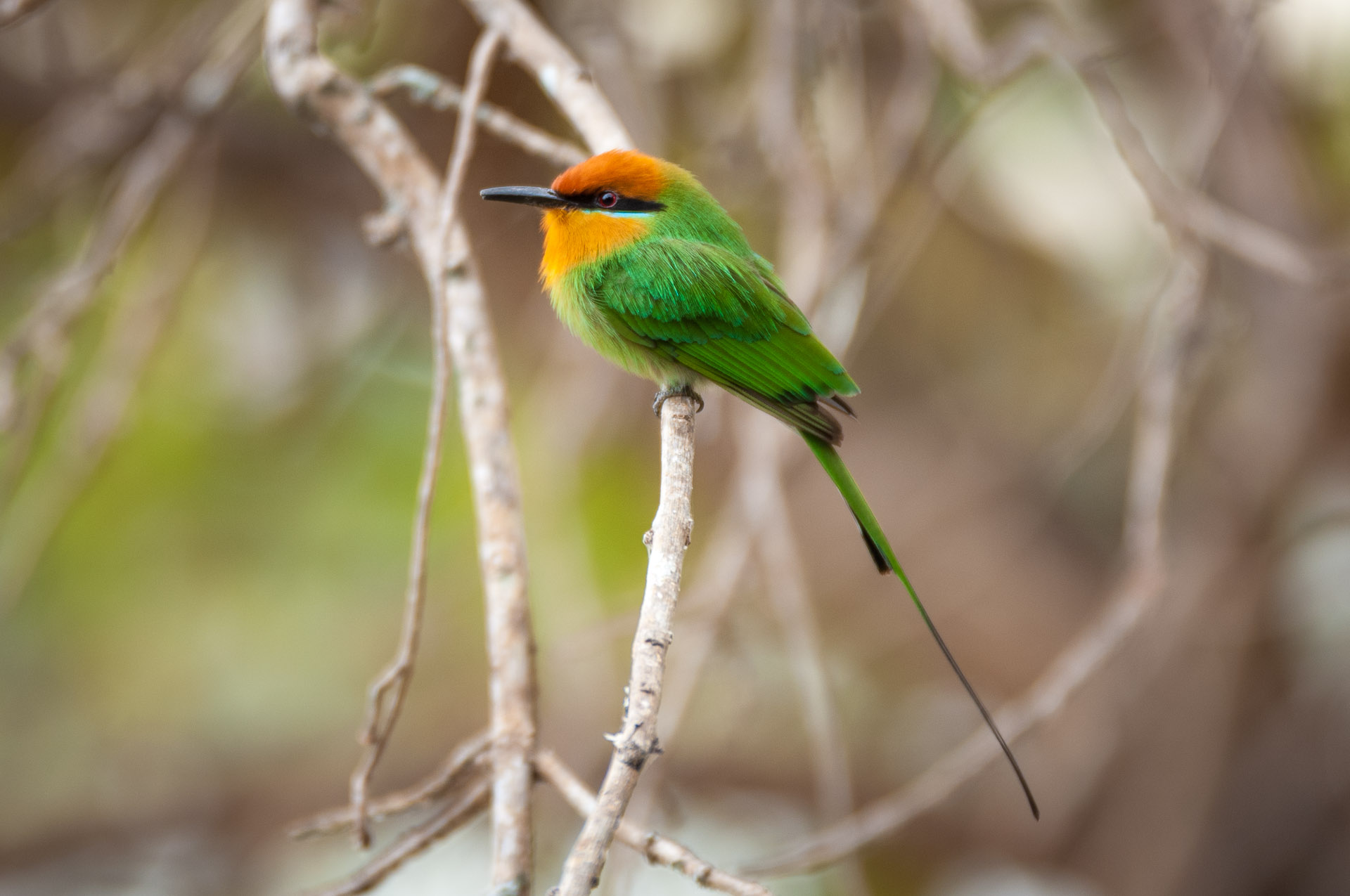 Kuthengo Camp: Little Bee-Eater