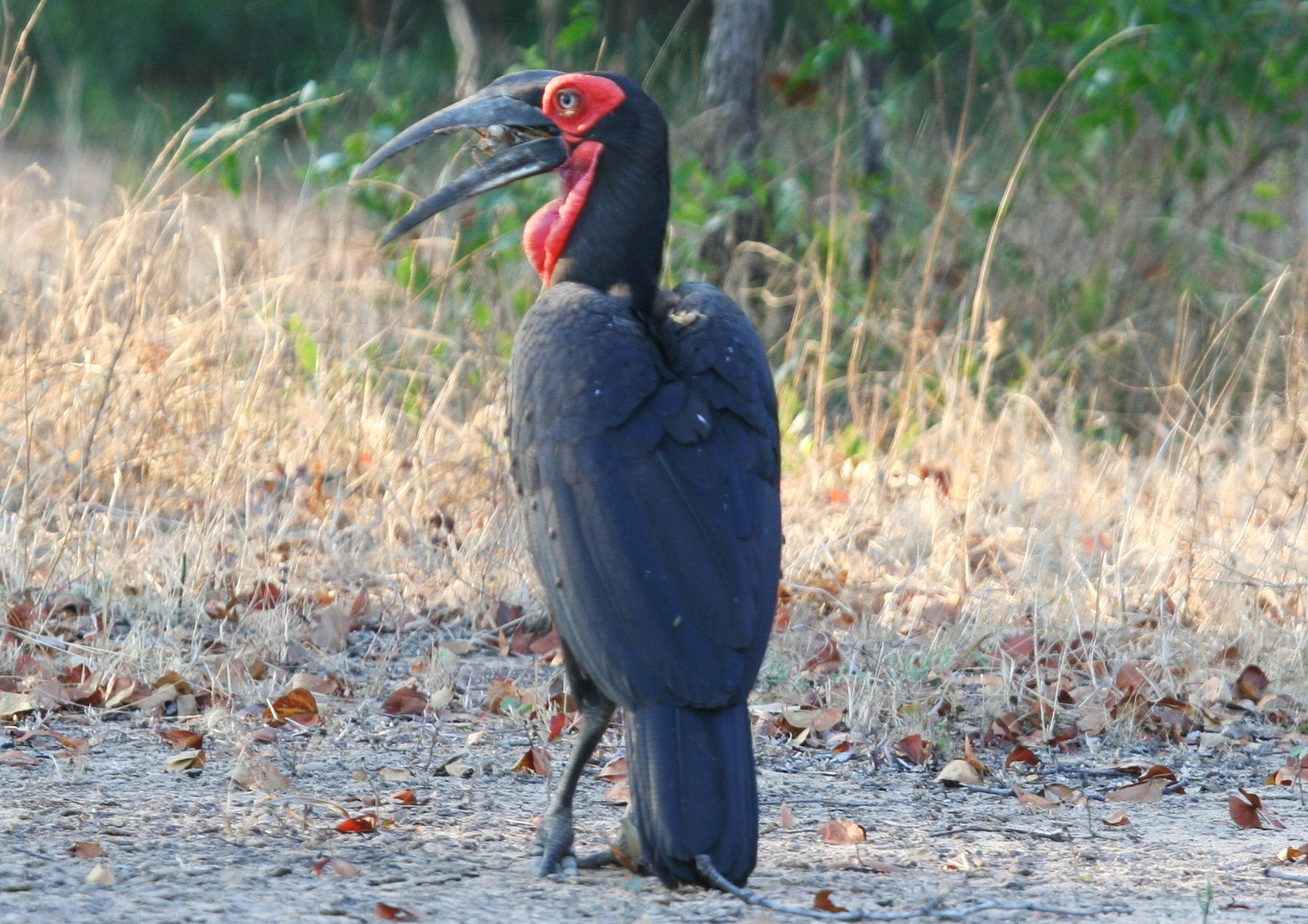 Miyala Camp: Birding africa, afrika, Architekt, blantyre, buchen, buchung, Chikalogwe, Chikalogwe Plains, Chikalogwe-Ebene, Chikalogwe-Ebenen, Chiunguni Hill, elefant, Liwonde, Liwonde National Park, Liwonde Nationalpark, Luxus, malawi, Miyala, Miyala Camp, nashorn, Neil Rocher, reise, reisen, Robin Pope, Robin Pope safaris, safari, Shire, shire river, south-eastern malawi, southern africa, spitzmaulnashorn, südliches afrika, südost-malawi, urlaub, birding, tiere, vogel, vögel