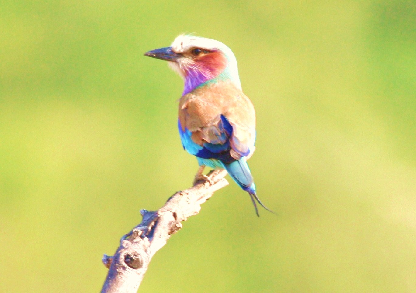 Miyala Camp: Farbenfroher Eisvogel africa, afrika, Architekt, blantyre, buchen, buchung, Chikalogwe, Chikalogwe Plains, Chikalogwe-Ebene, Chikalogwe-Ebenen, Chiunguni Hill, elefant, Liwonde, Liwonde National Park, Liwonde Nationalpark, Luxus, malawi, Miyala, Miyala Camp, nashorn, Neil Rocher, reise, reisen, Robin Pope, Robin Pope safaris, safari, Shire, shire river, south-eastern malawi, southern africa, spitzmaulnashorn, südliches afrika, südost-malawi, urlaub, birding, eisvogel, fauna, tiere, vogel, vögel