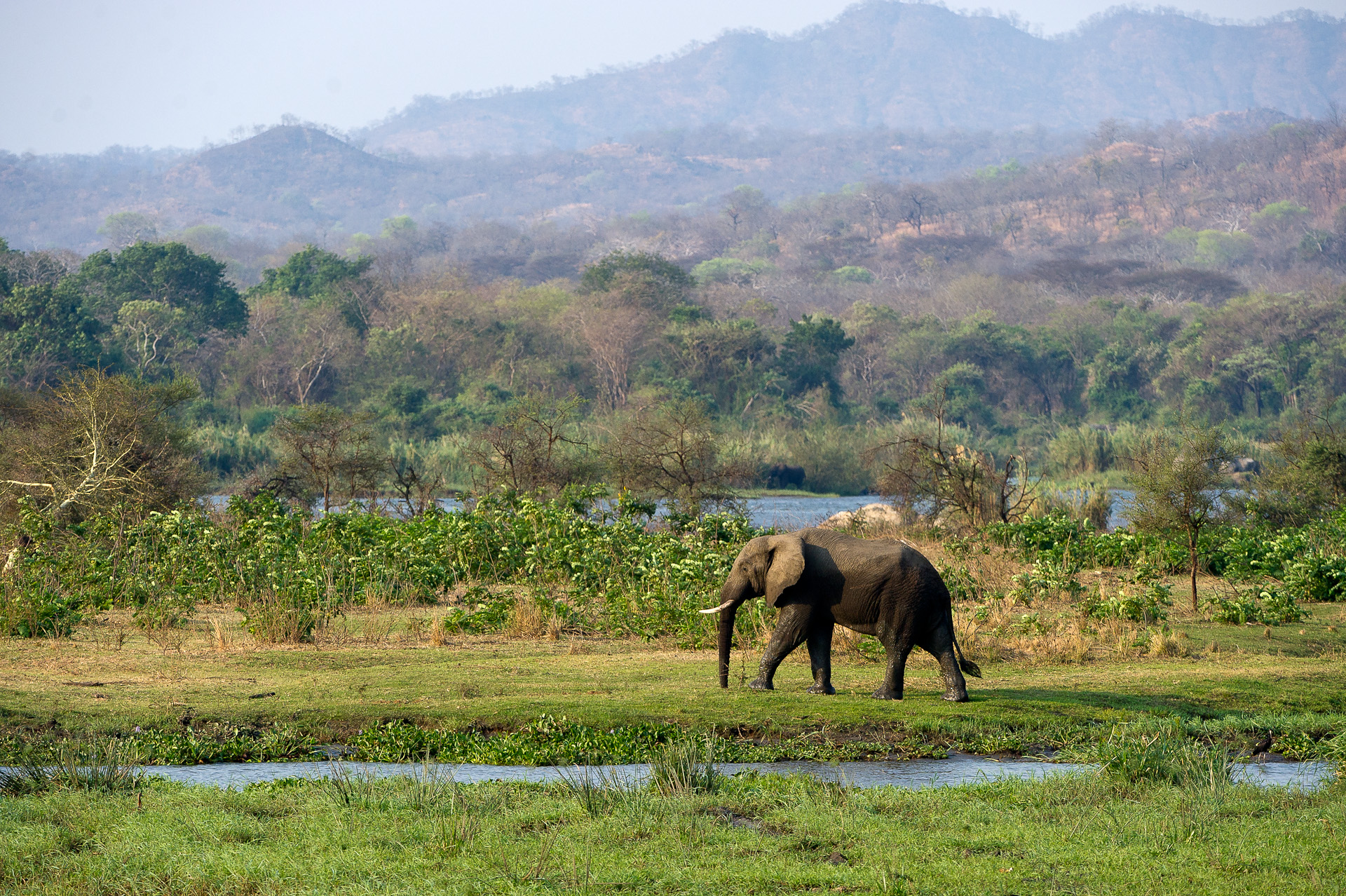 Mkulumadzi Lodge: Elefant vor Flusslandschaft