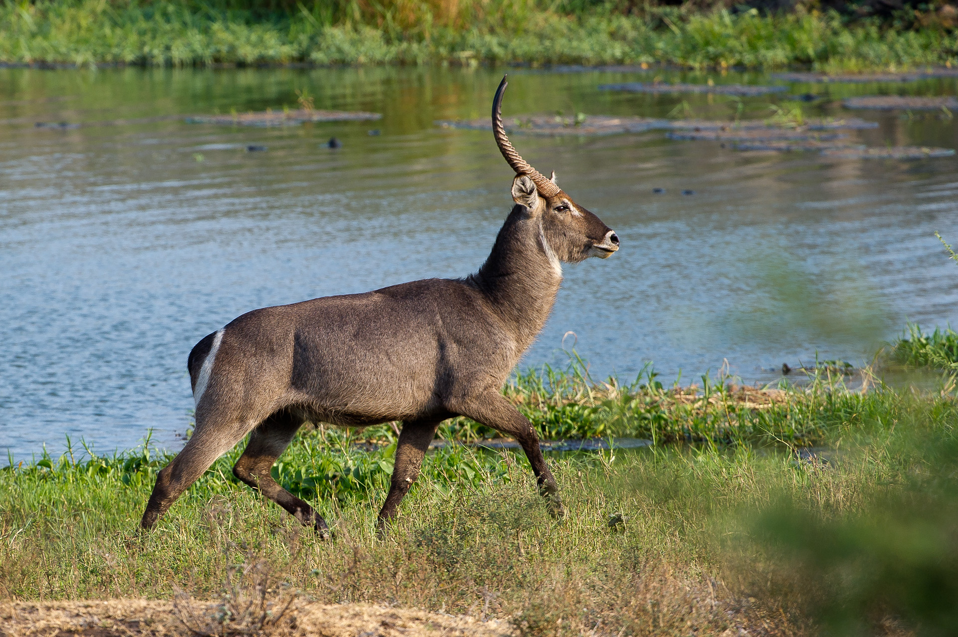 Mkulumadzi Lodge: Waterbuck