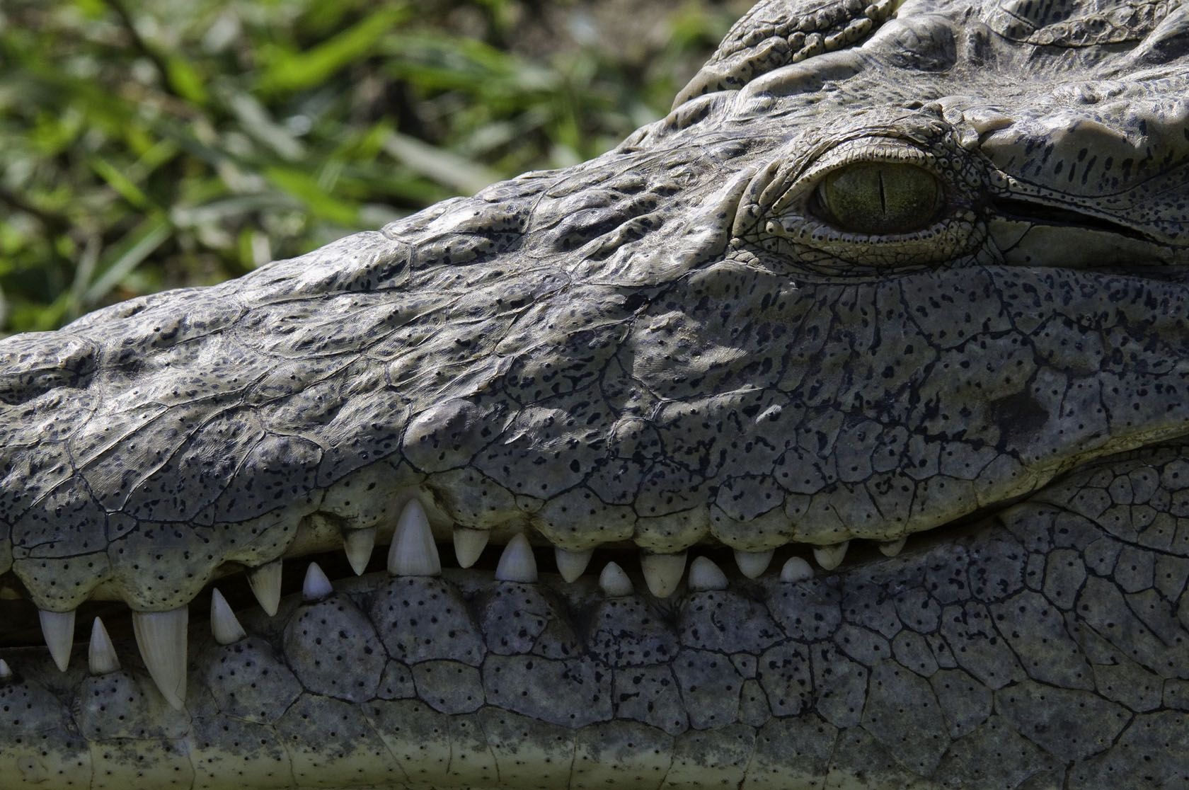 Mvuu Camp: Nilkrokodil