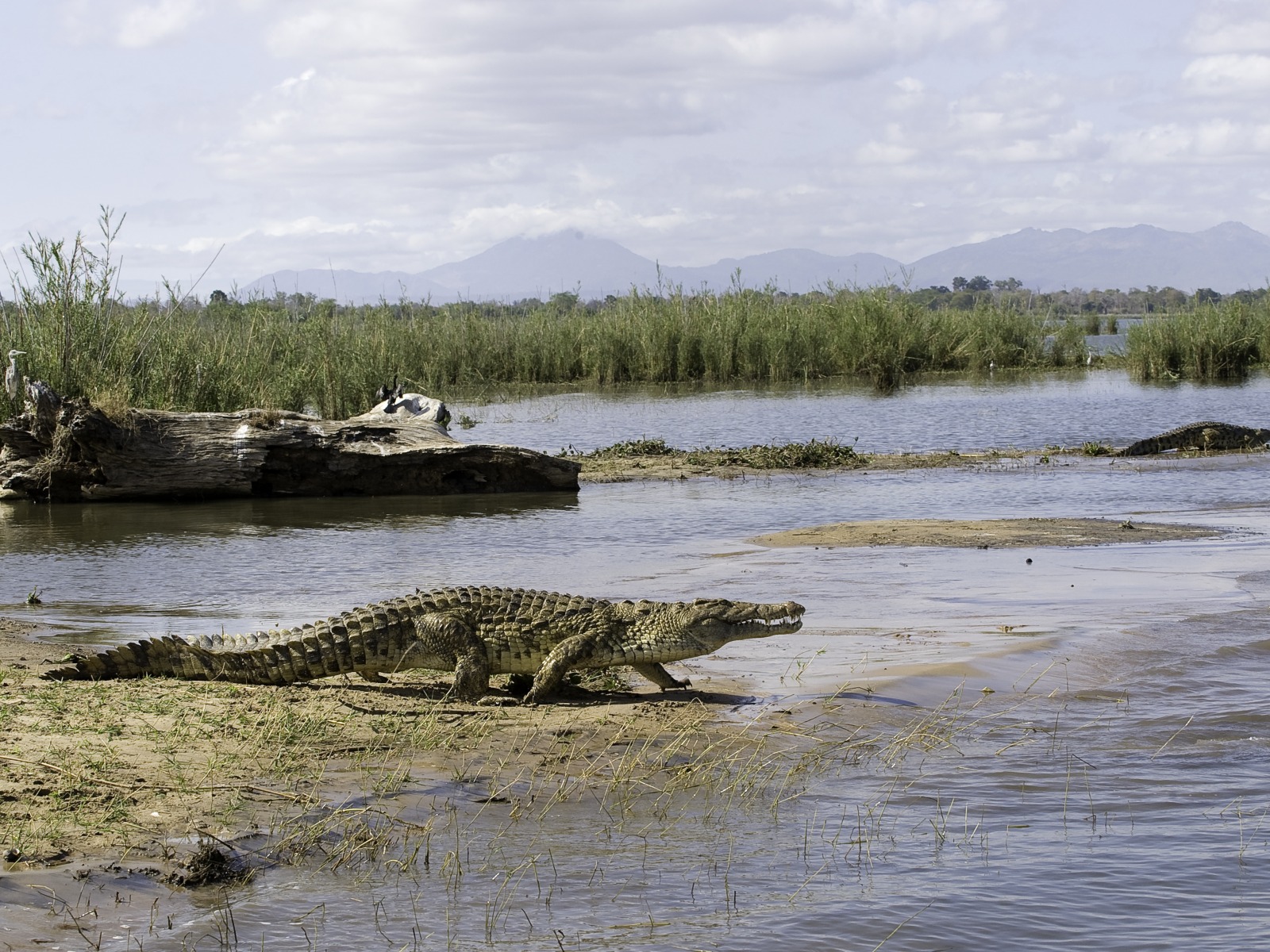 Mvuu Lodge: Krokodil am Shire River Liwonde, Liwonde National Park, Liwonde Nationalpark, Malawi, Mvuu, Mvuu Lodge, Mvuu Wilderness Lodge, Rhino Sanctuary, Shire, Shire River, Wilderness Safaris, Fauna, Fluss, Krokodil, Nilkrokodil, Tiere