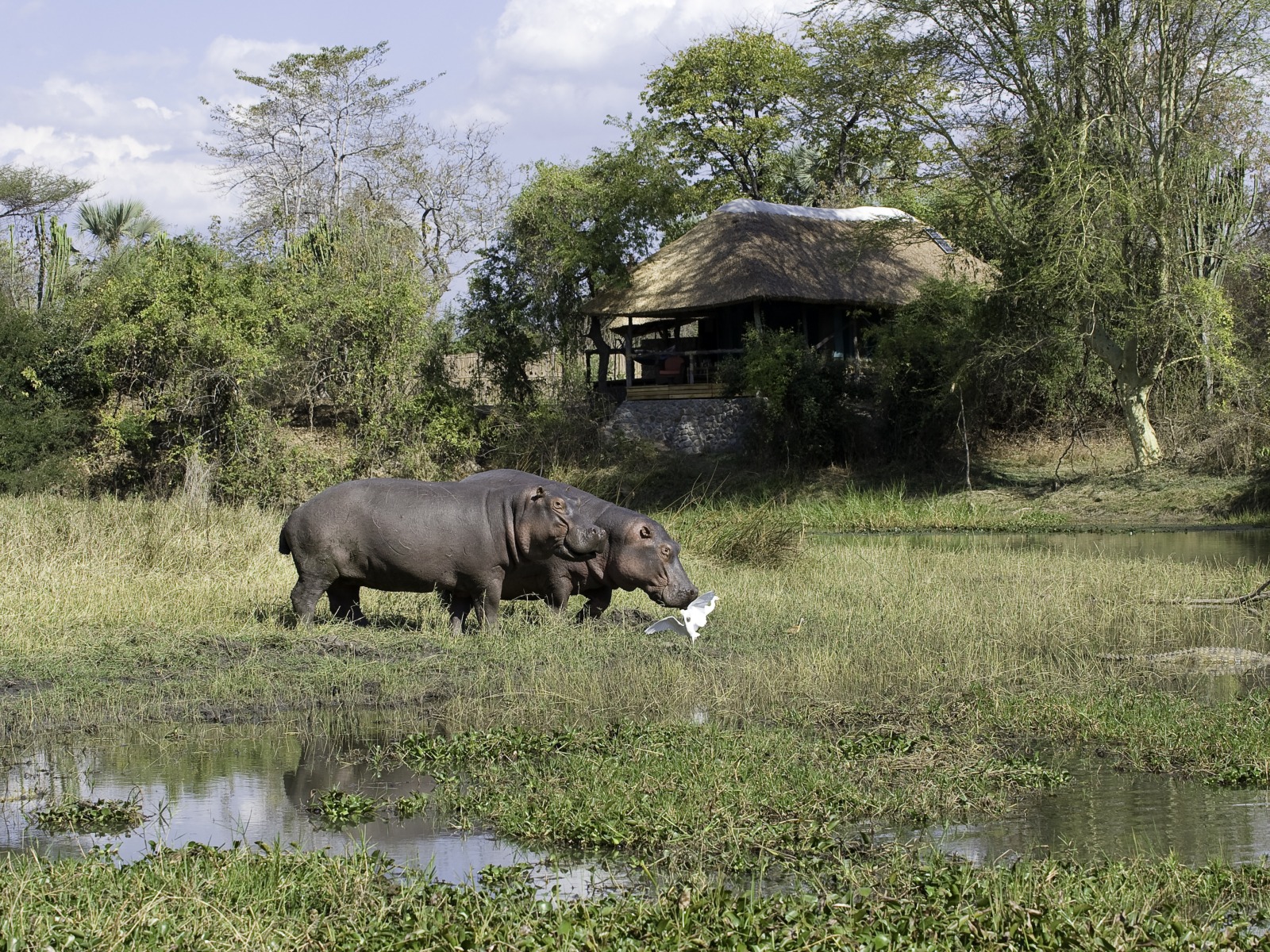 Mvuu Lodge: 2 Nilpferde spazieren durch die Lagune Mvuu Lodge: 2 Nilpferde spazieren durch die Lagune