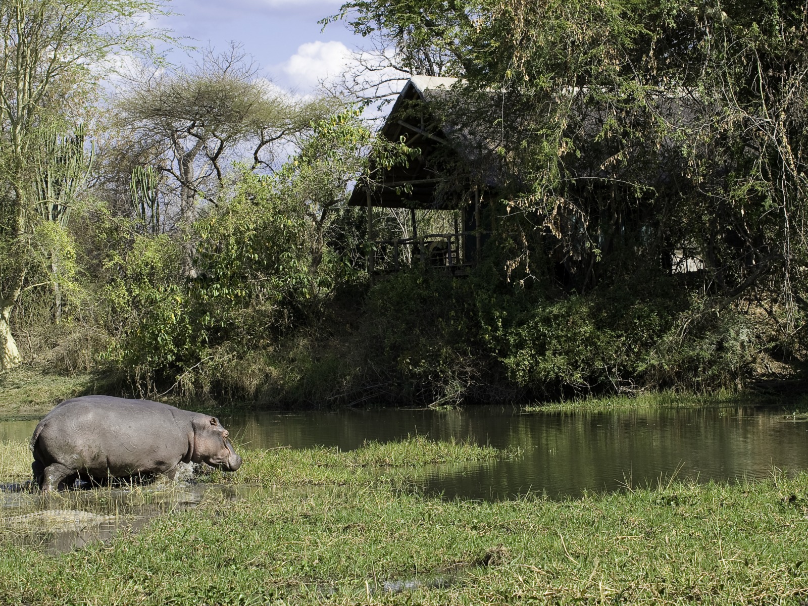 Mvuu Lodge: Nilpferd vor der Lodge