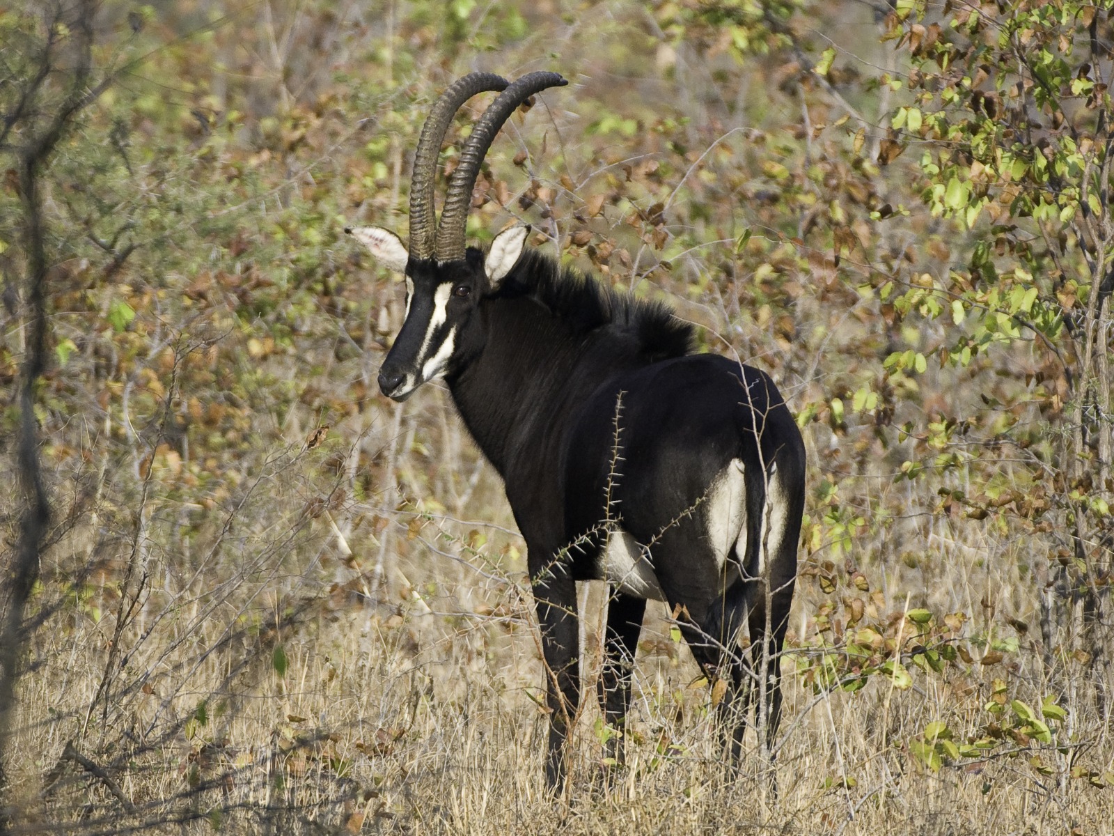 Mvuu Lodge: Antilope