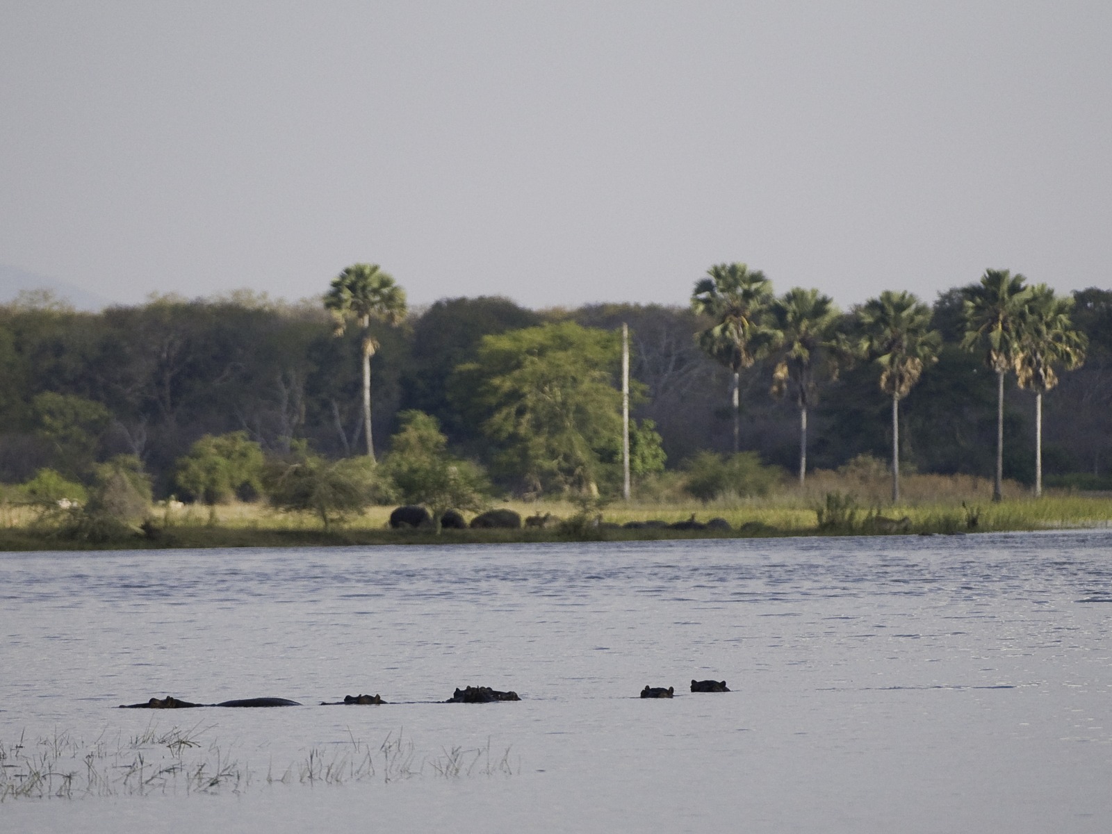Mvuu Lodge: Der Shire River