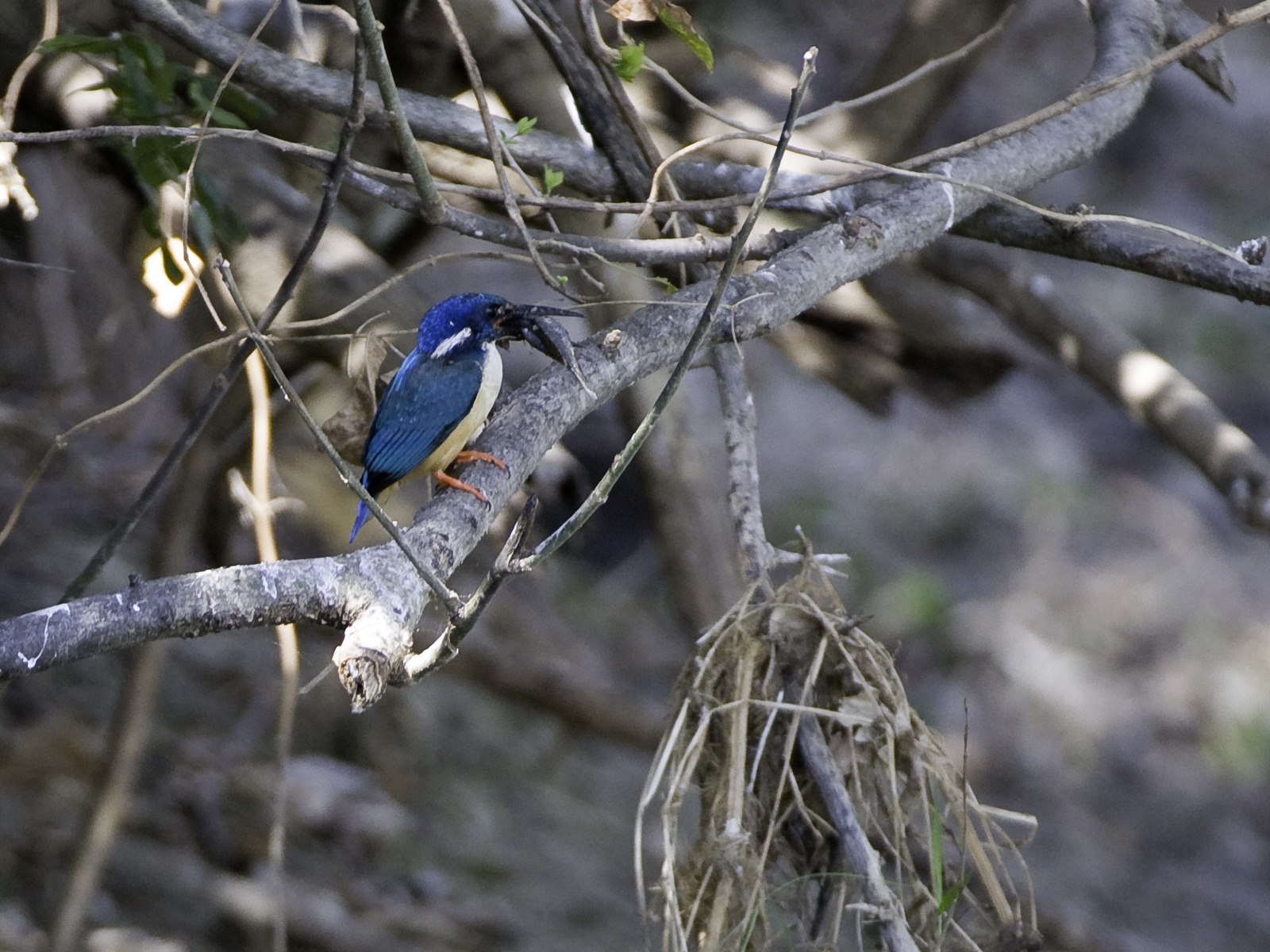 Mvuu Lodge: Eisvogel mit Beute