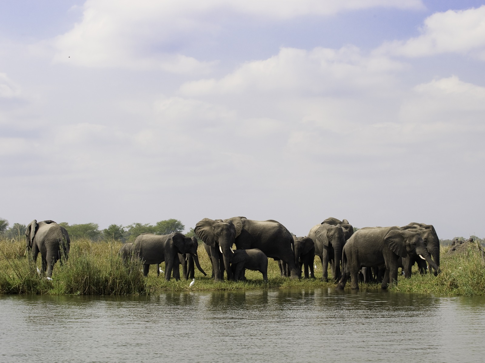 Mvuu Lodge: Elefanten am Shire River