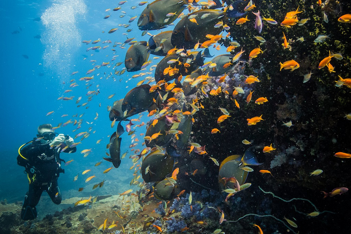 Azura Marlin Beach, Azura Retreats, Bazaruto-Archipel, Benguerra Island, Vilanculos, Aktivitäten, Fische, Korallenriff, Tauchen, Afrikarma, Afrikarma Safaris, Afrikarma Safaris - Wildnis. Hautnah., Afrikarma.de