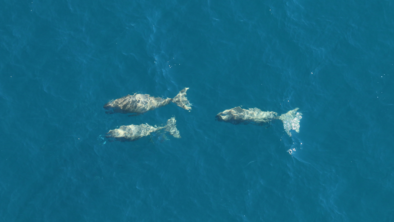 &Beyond Benguerra Island: Dugongs