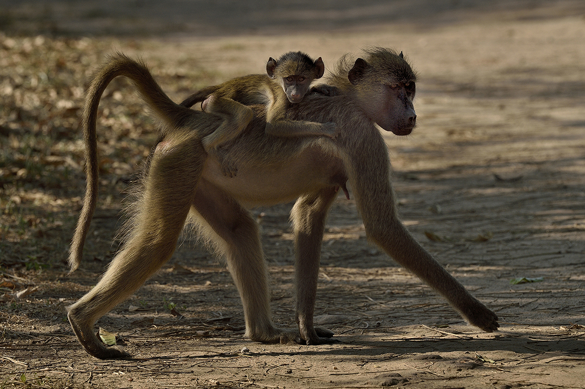 Chicari Camp: Pavian mit Baby
