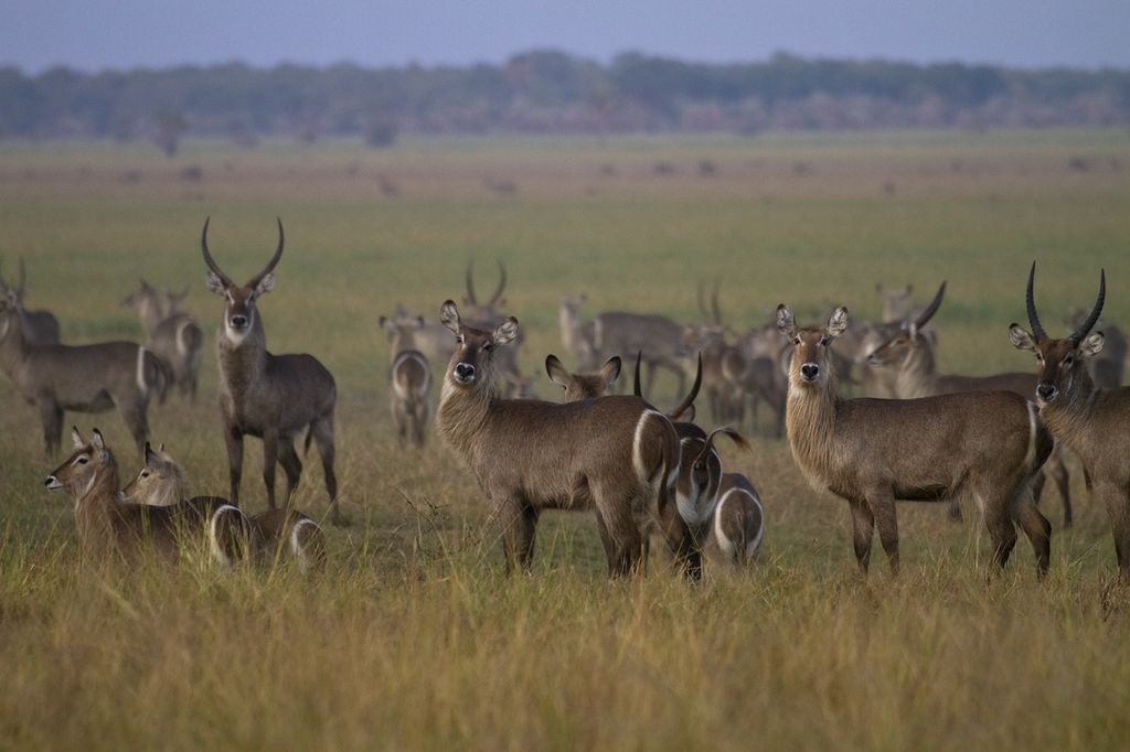 Asilia Africa, Gorongosa National Park, Kubatana Camp, Lake Urema, Mosambik, Wasserbock, afrikarma, afrikarma Safaris, afrikarma.de