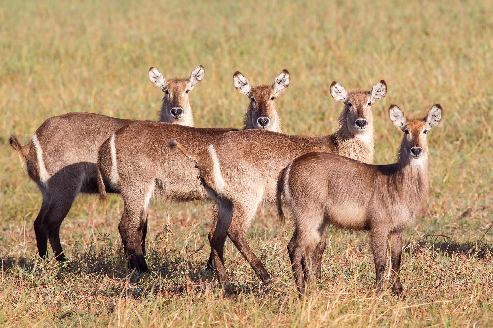 Kubatana Camp: Weibliche Wasserböcke