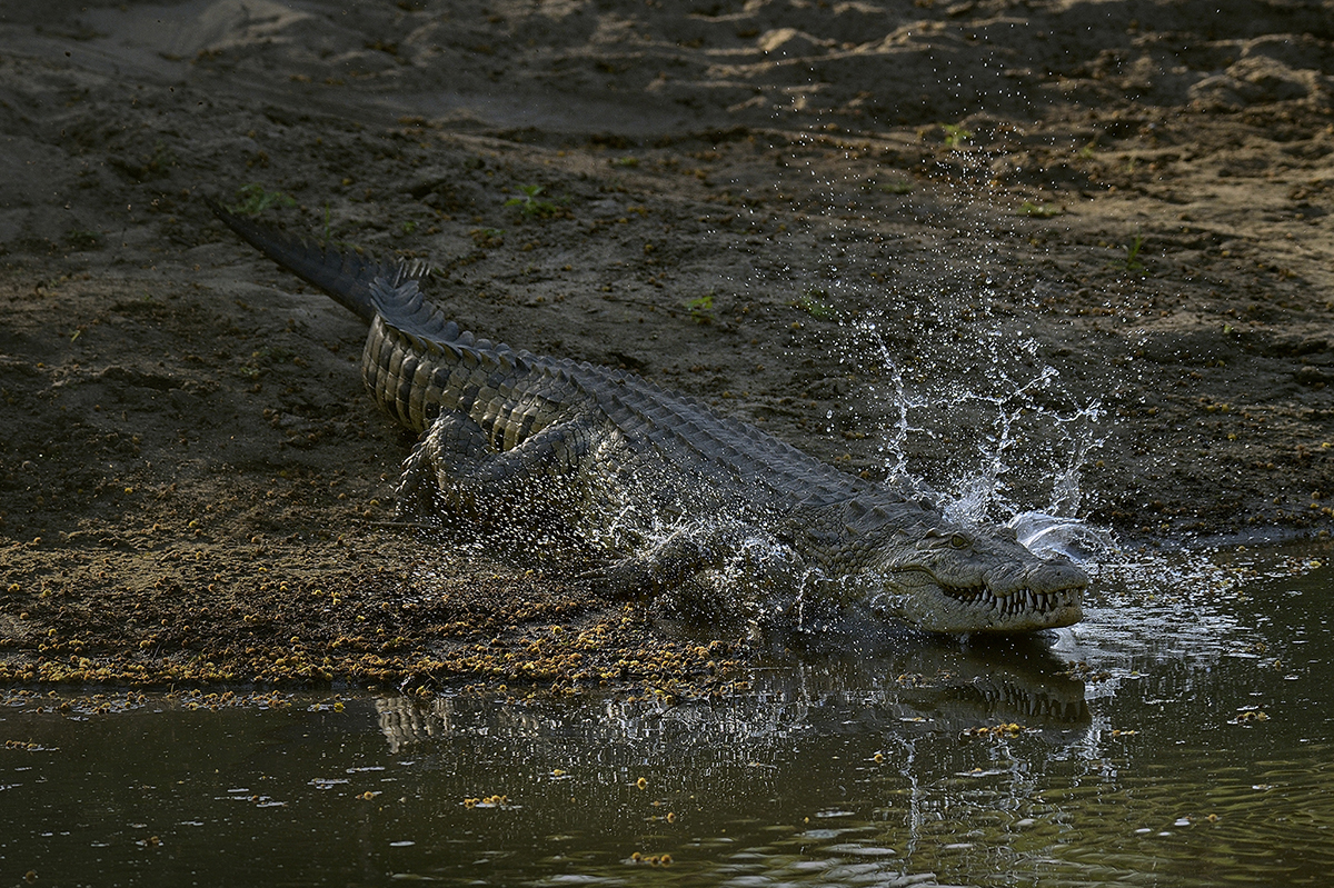 Muzimu Lodge: Krokodil