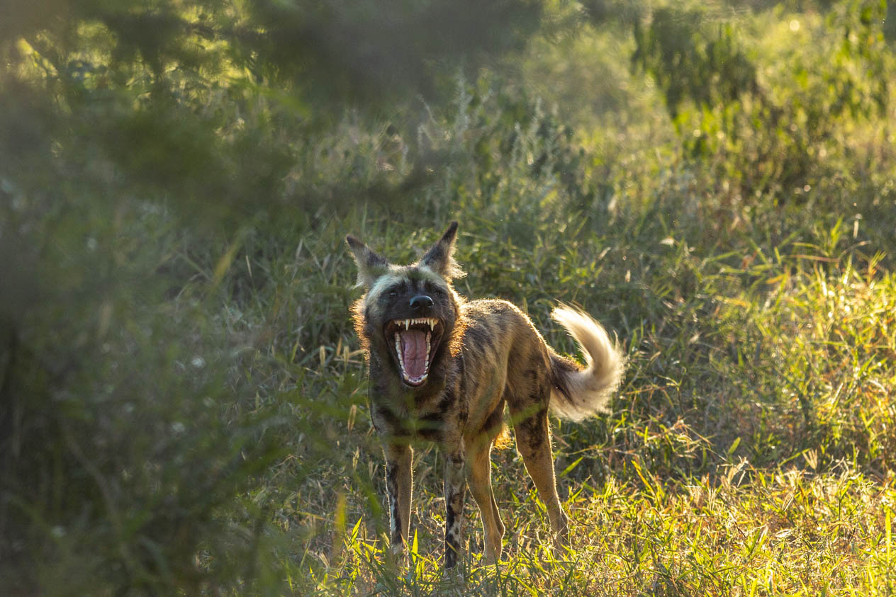 Muzimu Lodge: Wildhund