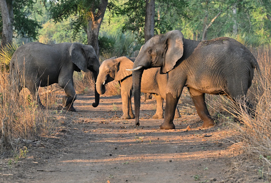 Muzimu Lodge: Elefanten