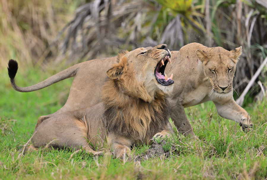 Muzimu Lodge: Löwen