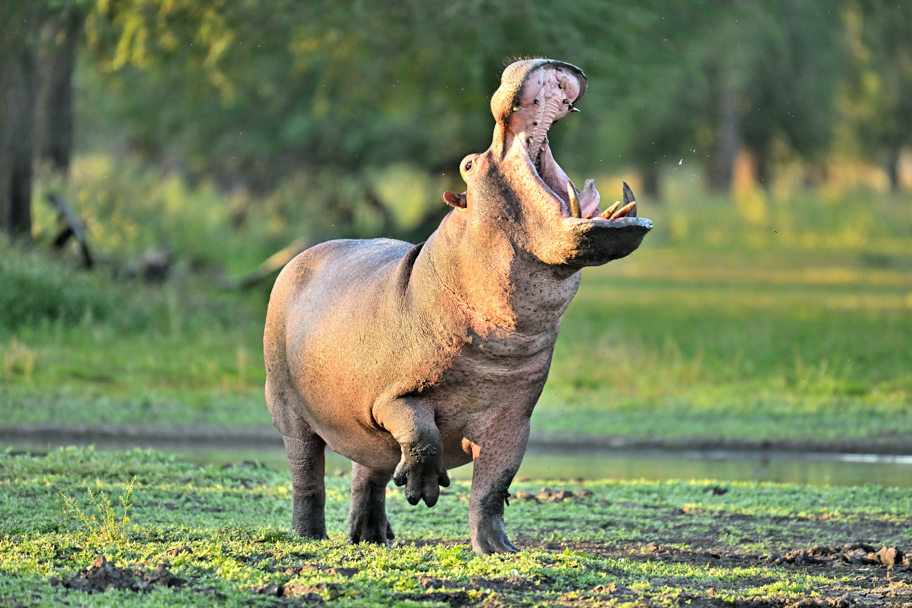 Muzimu Lodge: Nilpferd
