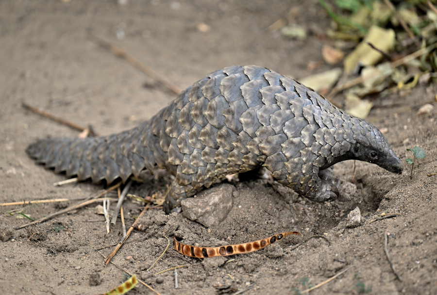 Muzimu Lodge: Schuppentier