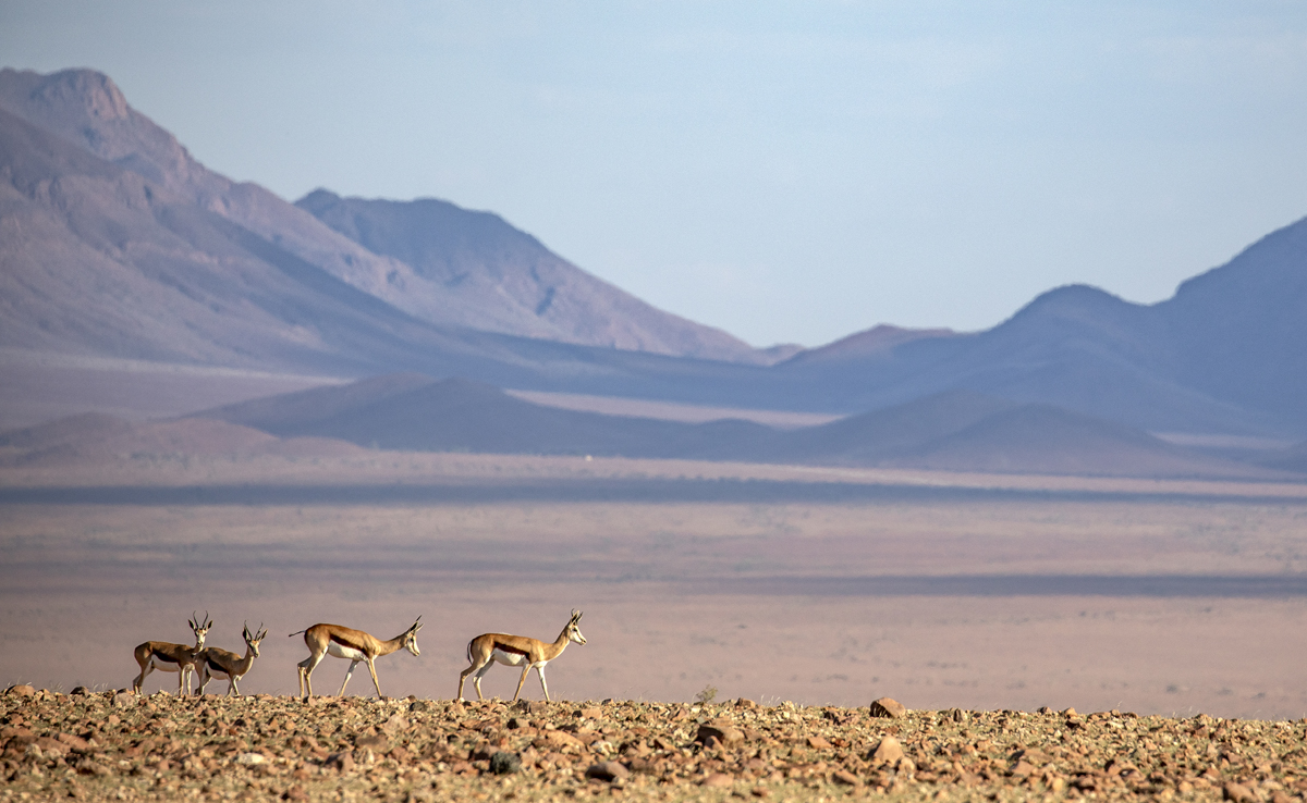 Kwessi Dunes Lodge: Springböcke