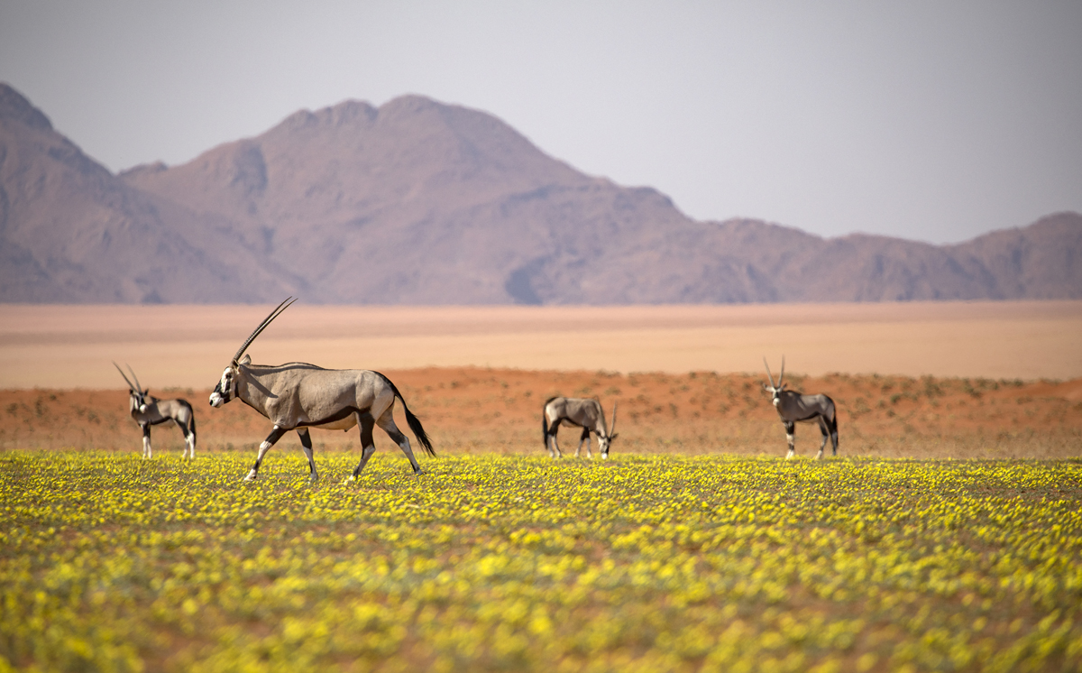 Kwessi Dunes Lodge: Oryxantilopen