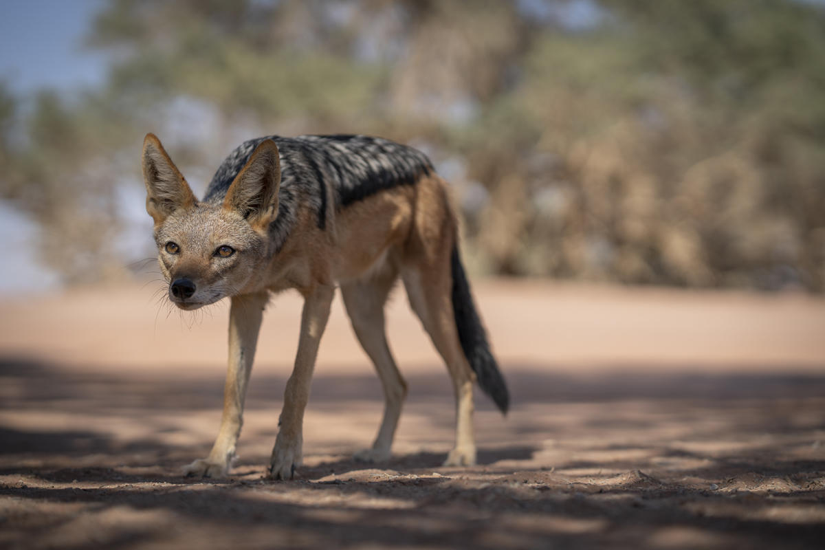 Kwessi Dunes Lodge: Schakal