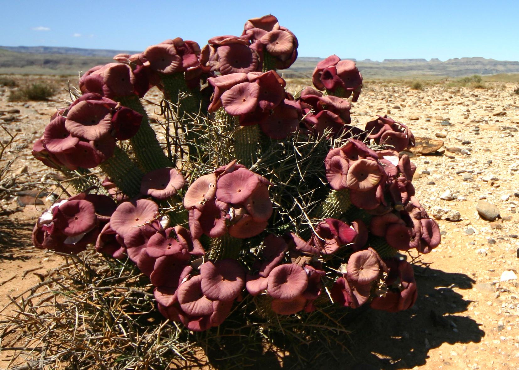 Canyon Lodge: Hoodia-Pflanze in der Nama-Karoo-Wüste Canyon Lodge, Fischfluss Canyon, Gondwana Cañon Park, Gondwana Canyon Park, Gondwana Collection Namibia, Nama-Karoo-Wüste, Hoodia, Hoodia-Pflanze, Fish River Canyon