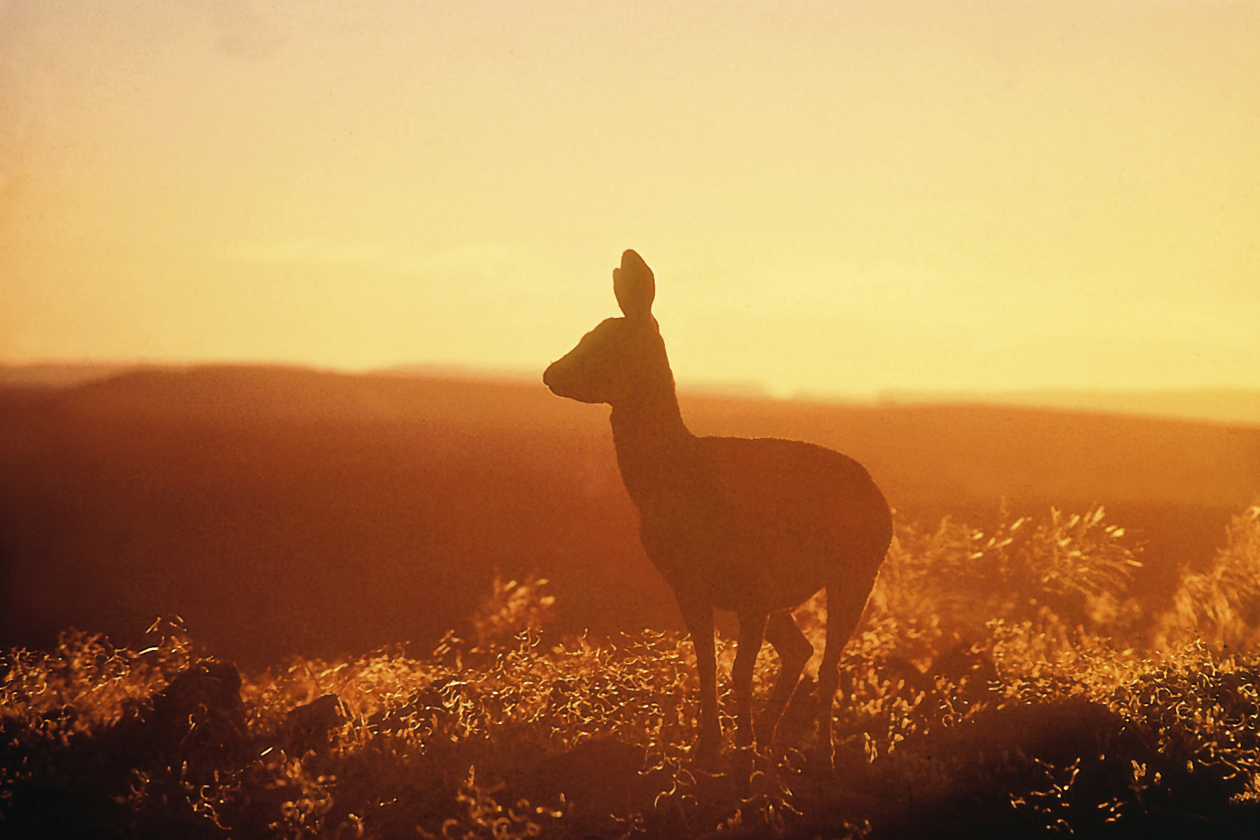 Canyon Lodge: Klippenspringer in der Nama-Karoo-Wüste Canyon Lodge, Fischfluss Canyon, Gondwana Cañon Park, Gondwana Canyon Park, Gondwana Collection Namibia, Nama-Karoo-Wüste, Klippenspringer, Fish River Canyon