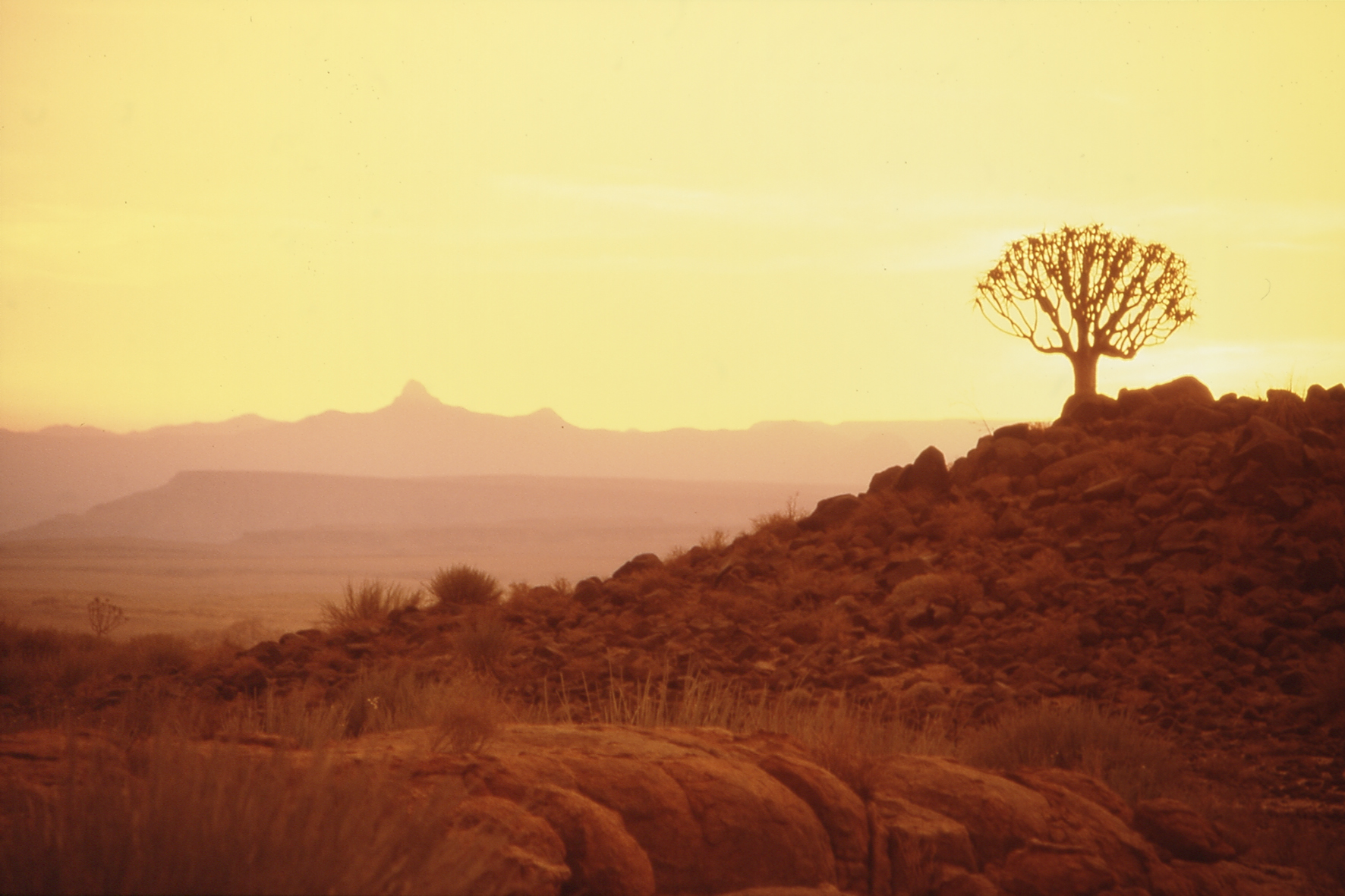 Canyon Lodge: Köcherbaum in der Wüste Canyon Lodge, Fischfluss Canyon, Gondwana Cañon Park, Gondwana Canyon Park, Gondwana Collection Namibia, Gras, Köcherbaum, Nama-Karoo-Wüste, Fish River Canyon