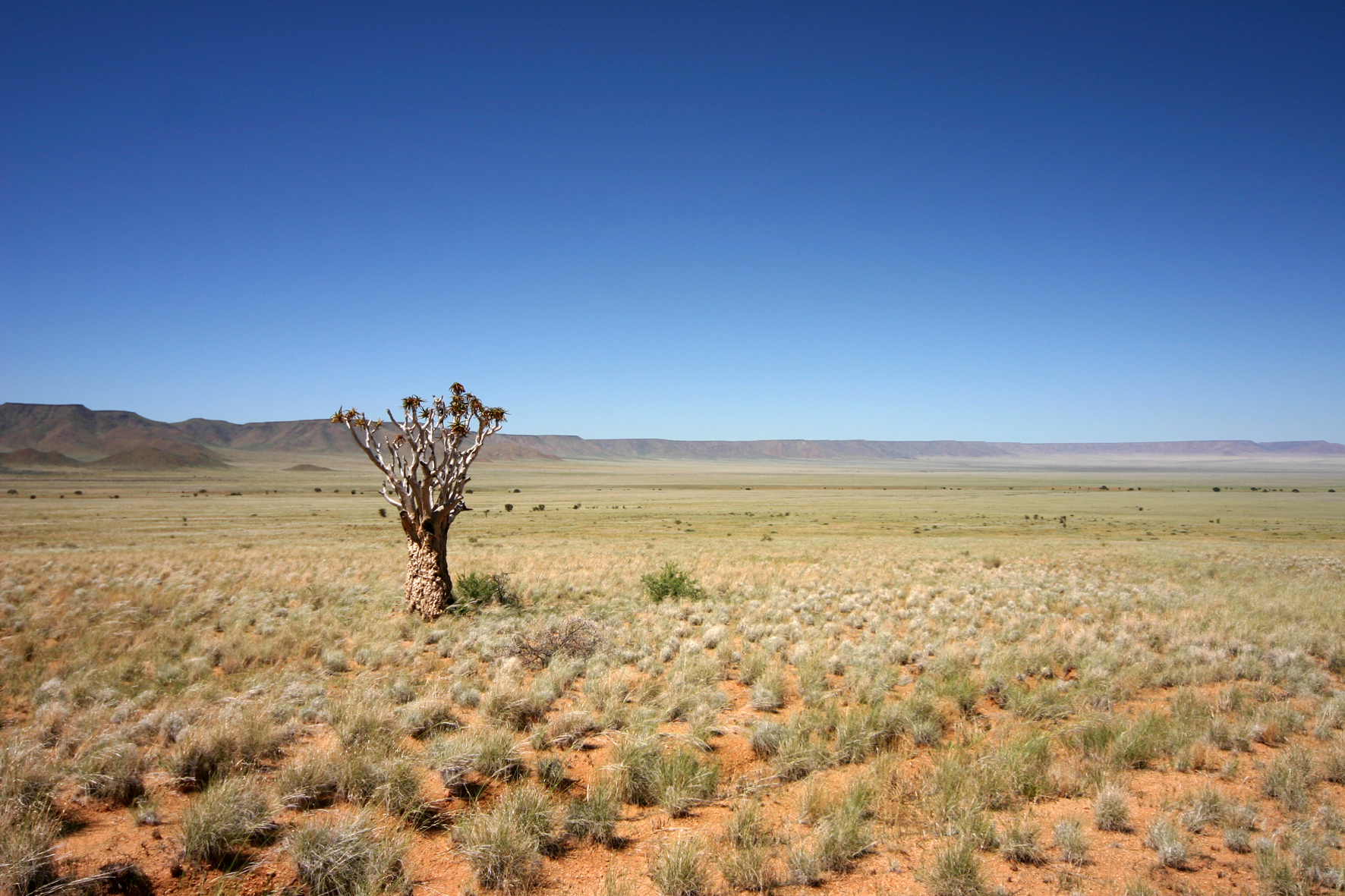 Canyon Lodge: Nama-Karoo-Wüste Canyon Lodge, Fischfluss Canyon, Gondwana Cañon Park, Gondwana Canyon Park, Gondwana Collection Namibia, Nama-Karoo-Wüste, Gras, Köcherbaum, Fish River Canyon