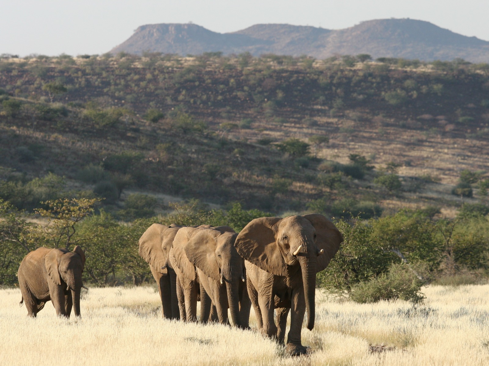4 Sterne, Damaraland, Damaraland Camp, Kunene, Spitzmaulnashorn, Torra Conservancy, Wüstenelefant, Huab River, Huab-Tal