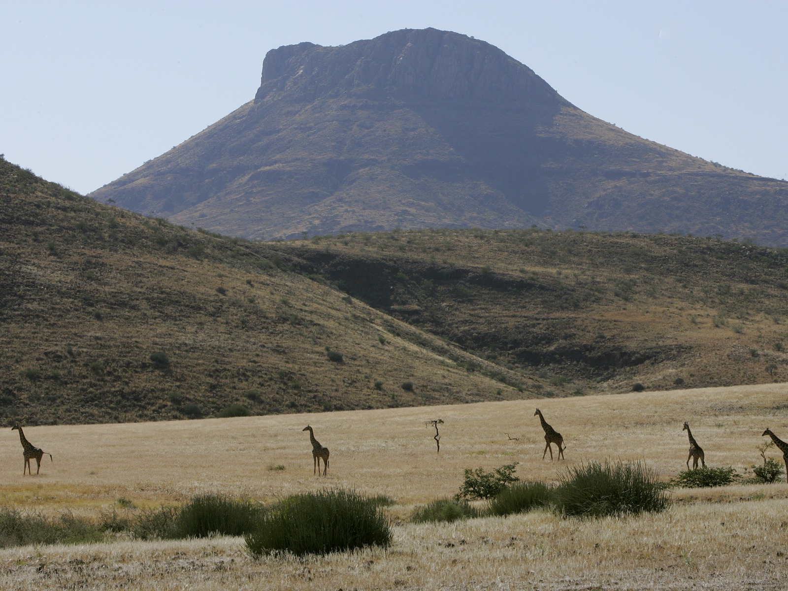 4 Sterne, Damaraland, Damaraland Camp, Kunene, Spitzmaulnashorn, Torra Conservancy, Angola Giraffe, Giraffe, Huab River, Huab-Tal