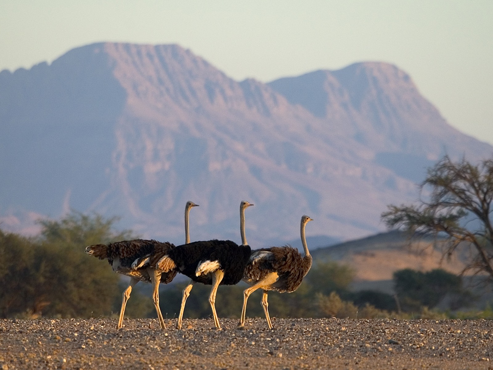 4 Sterne, Damaraland, Damaraland Camp, Kunene, Spitzmaulnashorn, Torra Conservancy, Strauß, Huab River, Huab-Tal