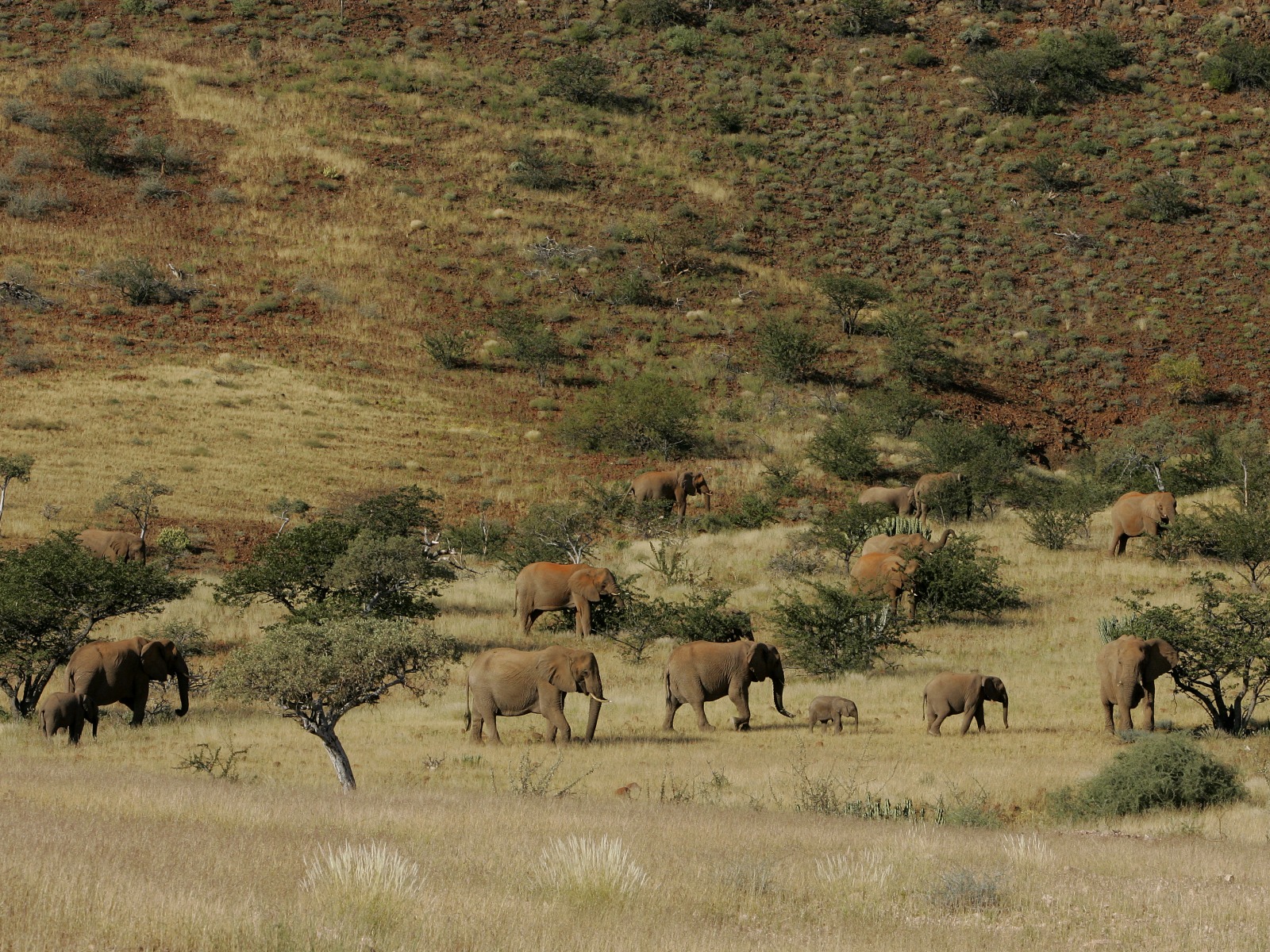4 Sterne, Damaraland, Damaraland Camp, Kunene, Spitzmaulnashorn, Torra Conservancy, Wüstenelefant, Huab River, Huab-Tal