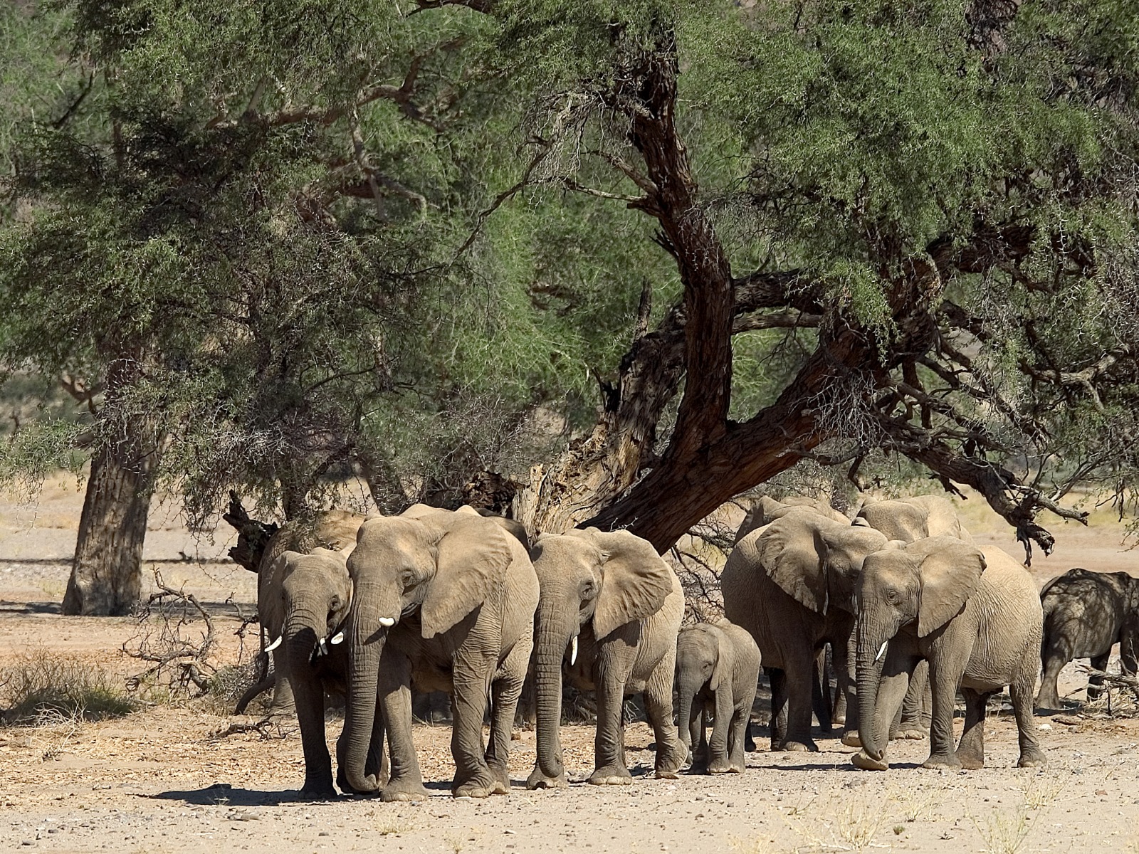 Damaraland Camp: Elefantenherde