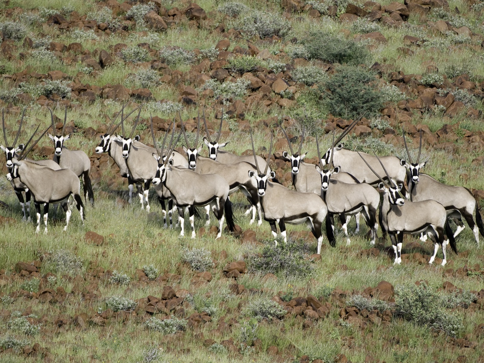Damaraland Camp: Oryxherde Damaraland Camp: Oryxherde
