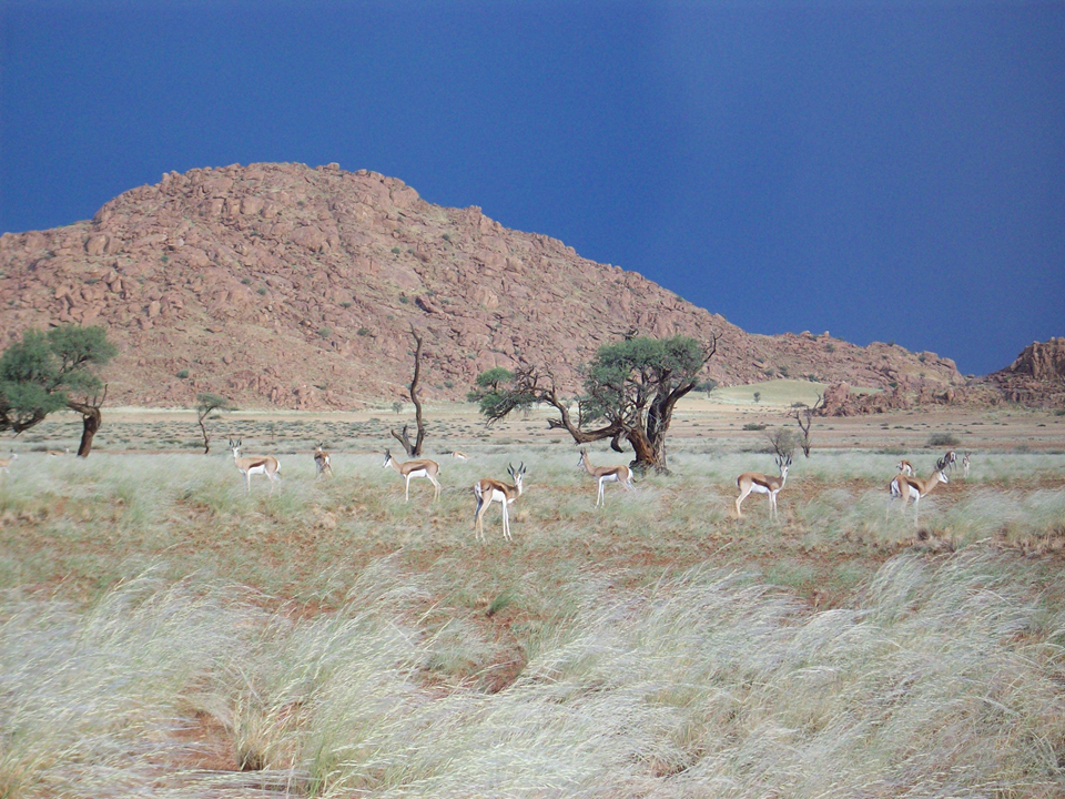 Desert Camp: Springböcke Desert Camp: Springböcke