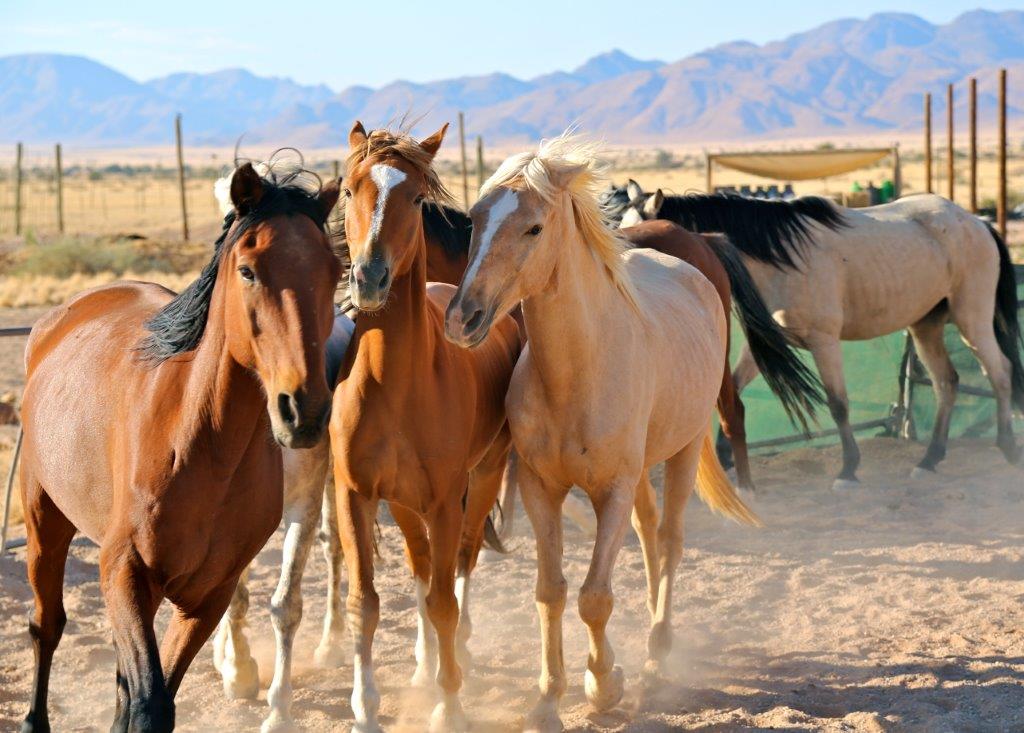Chalet, Desert, Homestead, Lodge, Namib, Namibia, Reiten, Selbstfahrer, Unterkunft