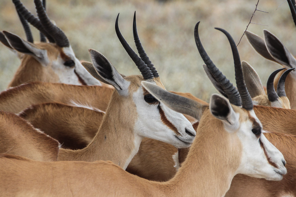Desert Homestead Outpost, Namibia, Antilope, antilopen, reitsafari namibia, tiere