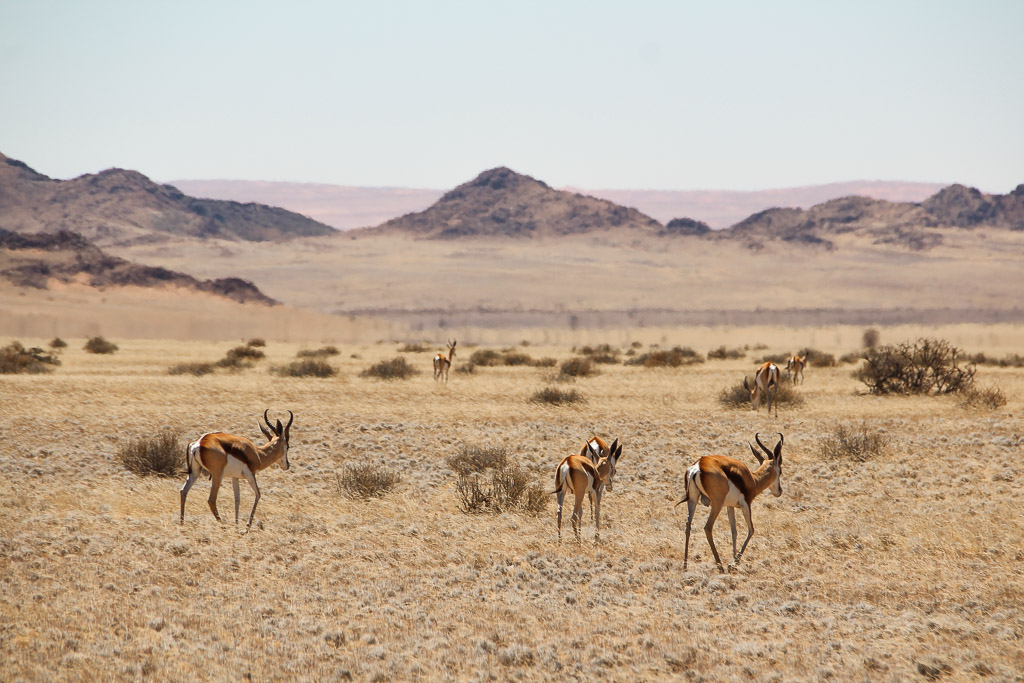 Desert Homestead Outpost, antilopen, landschaft, reitsafari namibia, tiere, Antilope