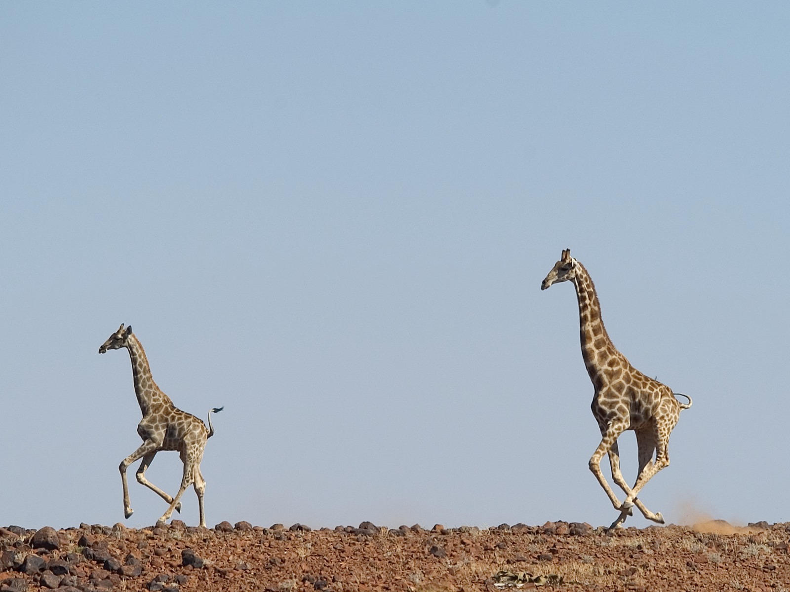 Desert Rhino Camp: Giraffen fliehen am Horizont