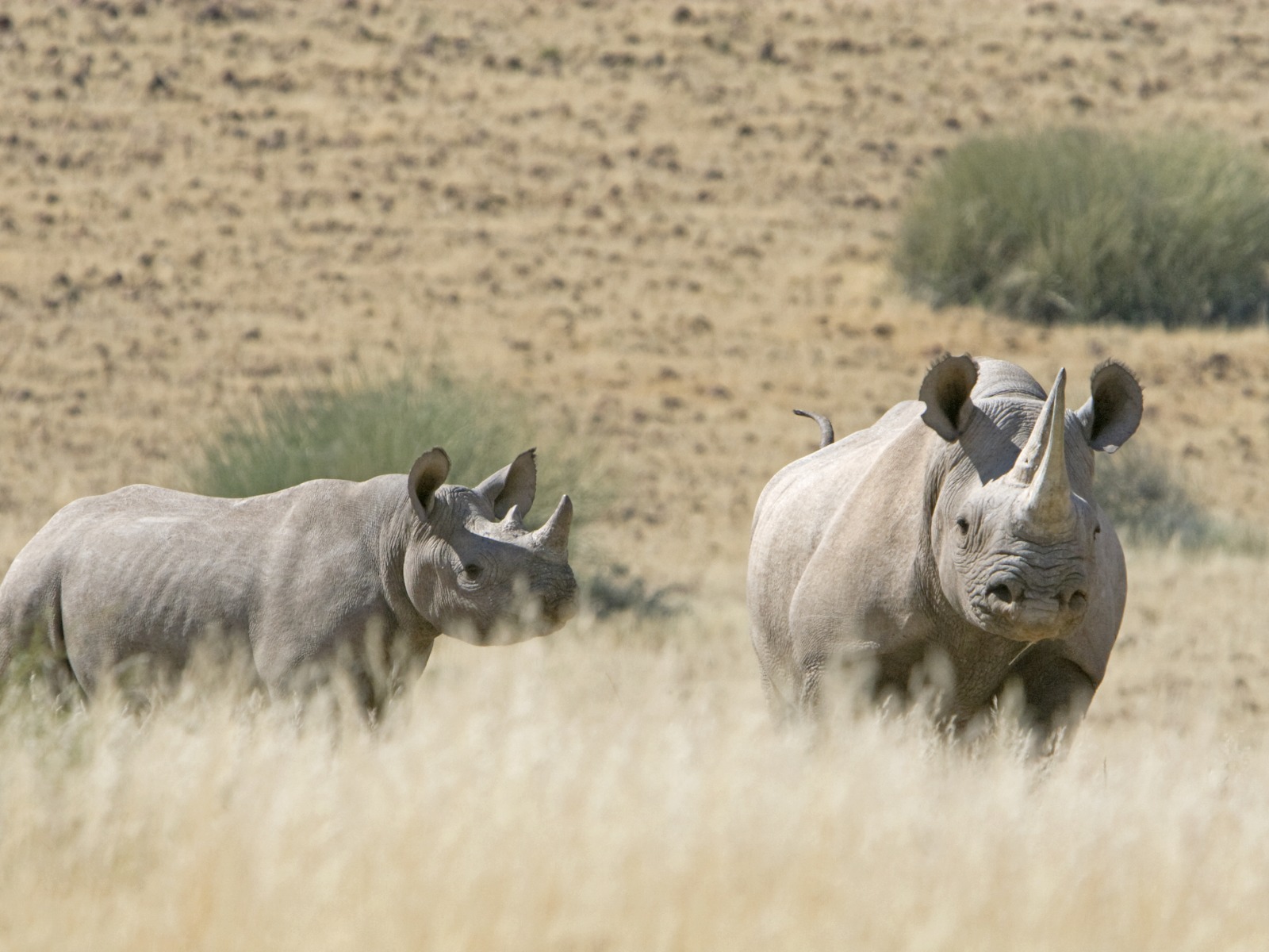 Desert Rhino Camp: Nashornkuh mit Kalb