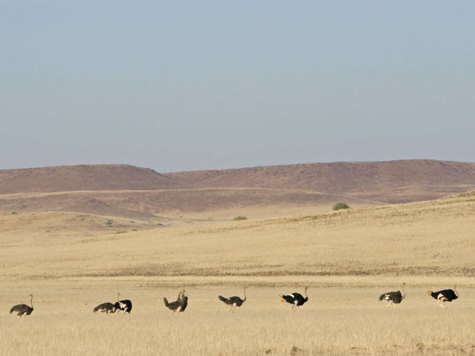 Desert Rhino Camp: Strauße im Grasland