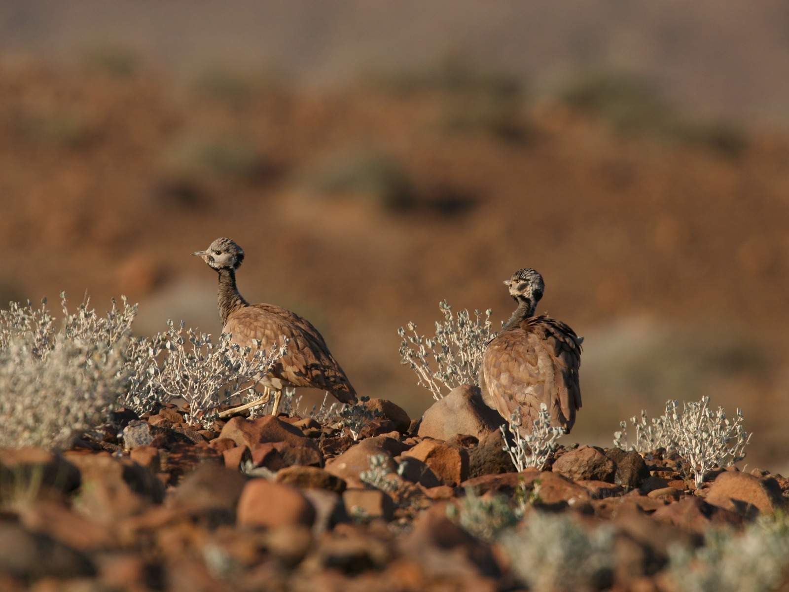 Aba-Huab River Valley, Damaraland, Doro Naw as, Doro Nawas, Etendeka-Berge, Tafelberge, Torra Conservancy, Ruppel Korhaan, Rüppeltrappe, Doro-Krater, Petrified Forest, Twyfelfontein