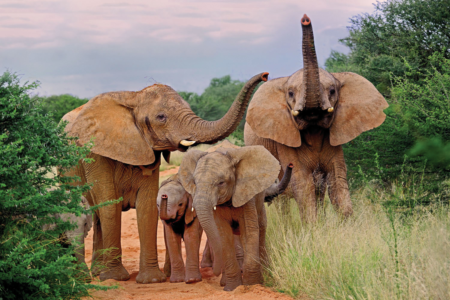 Erindi Game Reserve: Elefantenfamilie